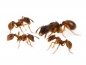 Preview: Myrmica rubra